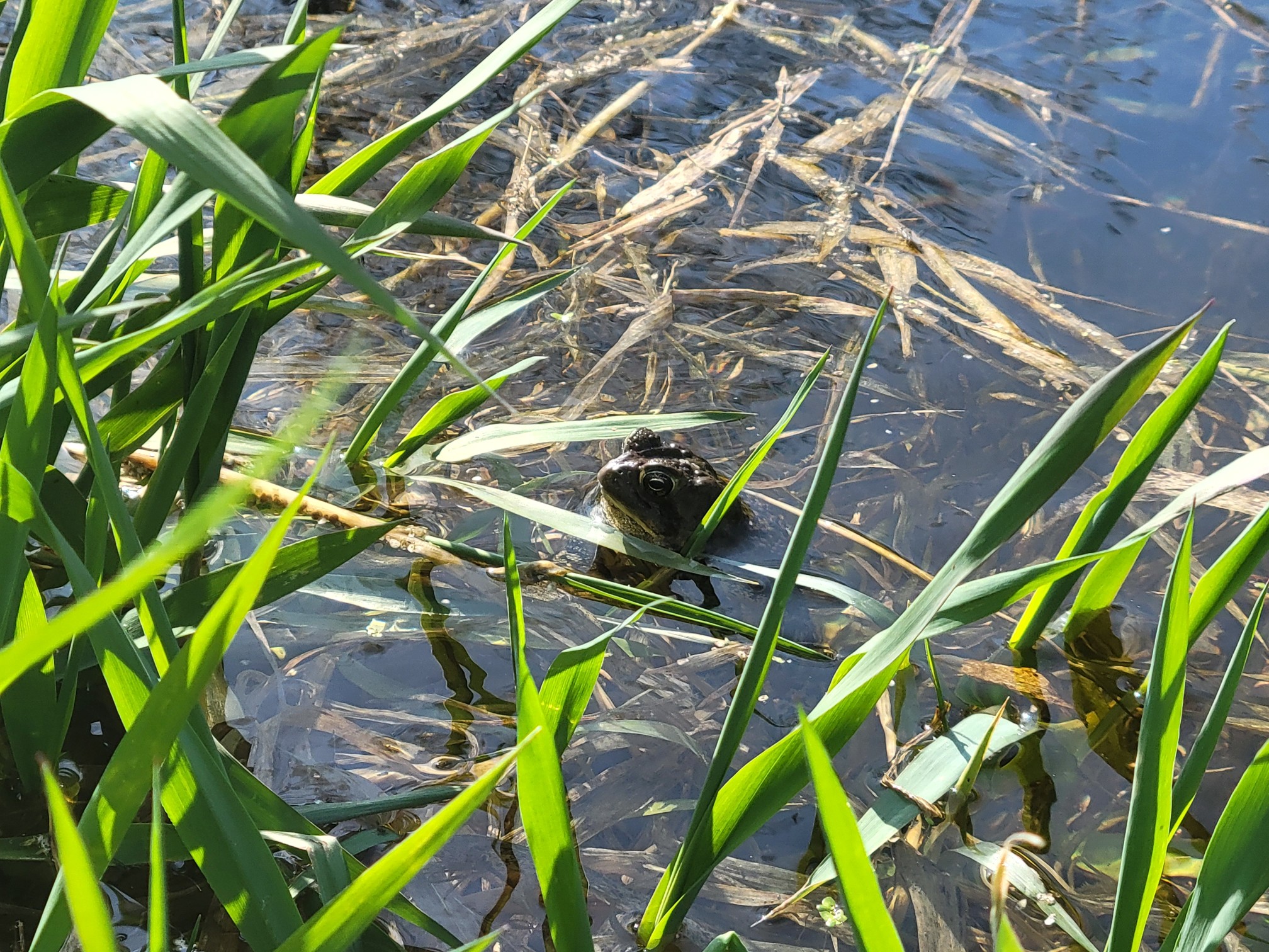 A toad pokes its head up out of a water/grass marsh mix. The sun glints off its nose and eyes