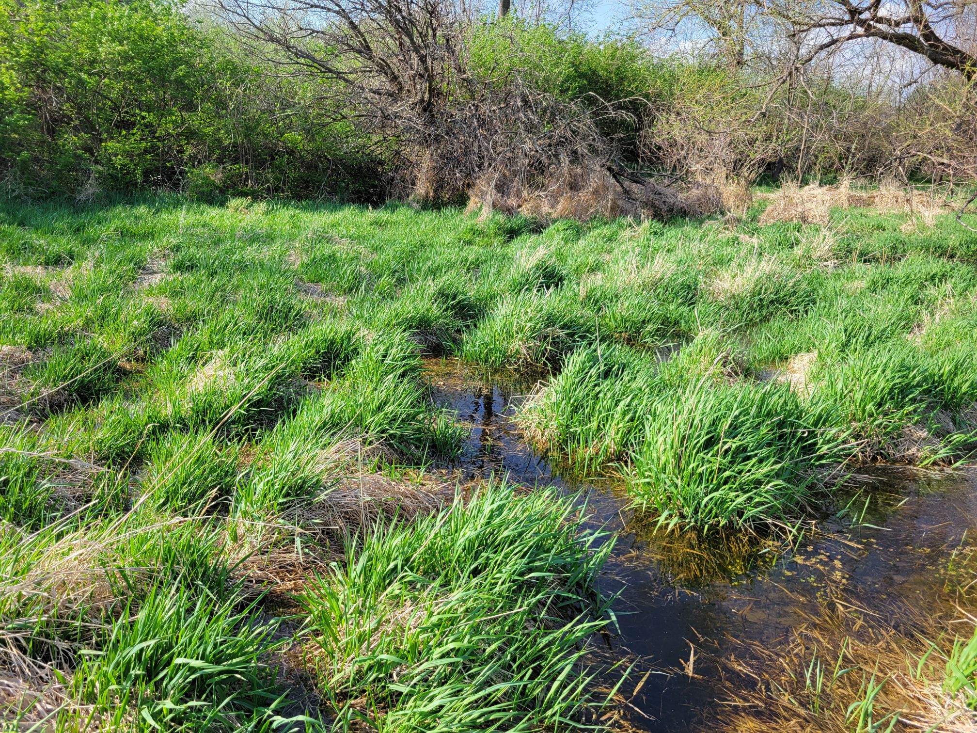 A grassy marsh: bright green grass is in tufts, divided by brown grass and water. If you look VERY closely you can barely see a tiny frog near the center of the frame but it's so tiny you almost have to know it's there