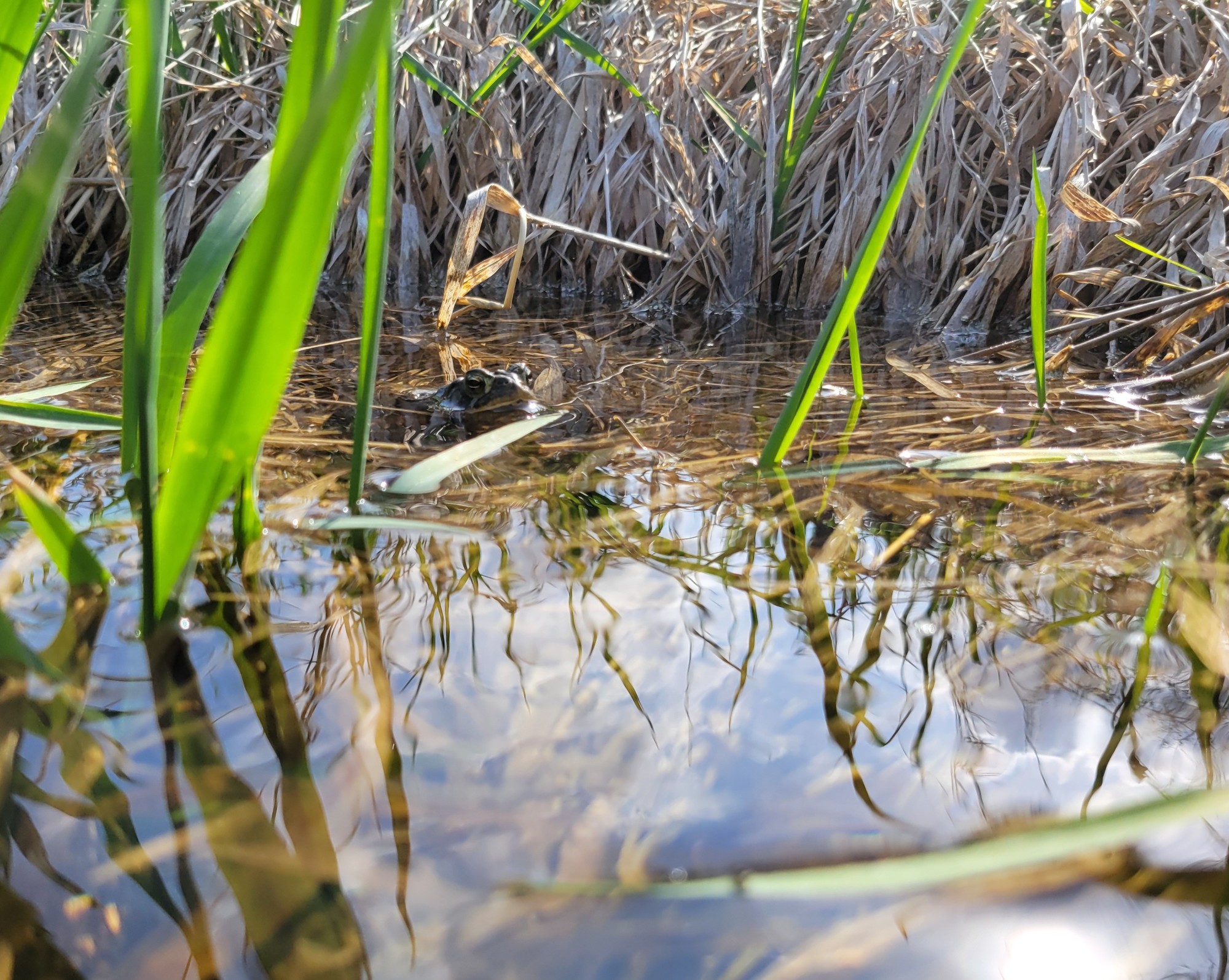 The lens nearly in the water, the shot shows a toad peeking out, balanced on a mat of grass just underneath the surface of the water