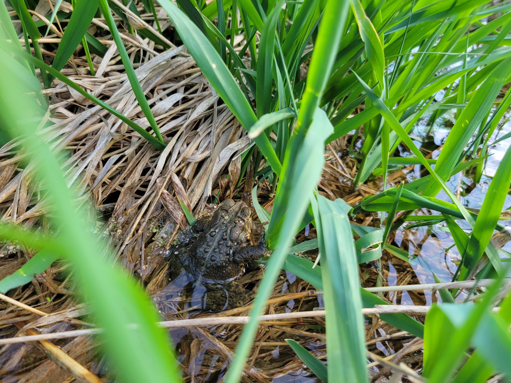 A warty toad's back peeking out from blades of grass. Its right arm is jauntily resting on a bright green blade
