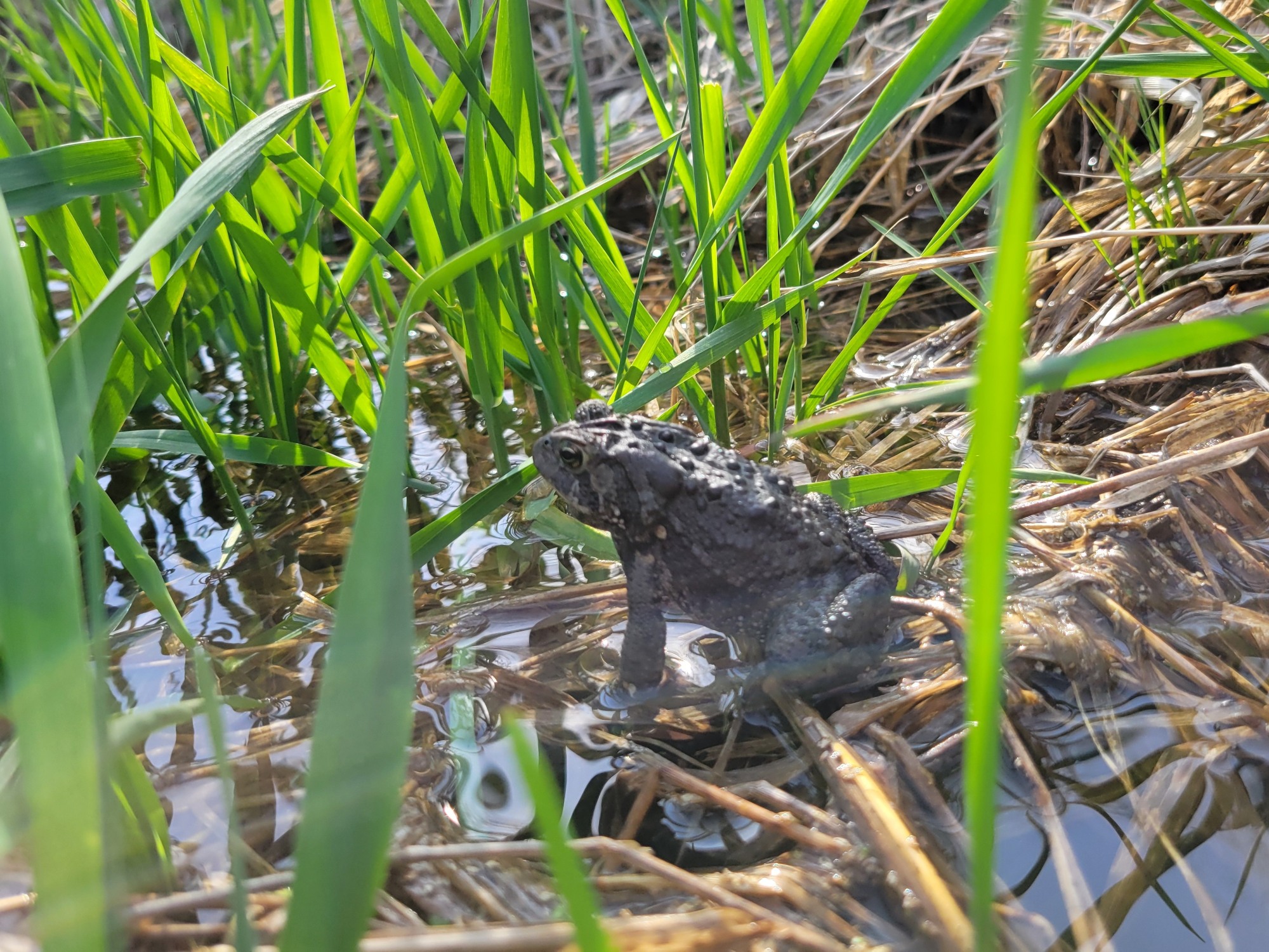 A closeup of a warty green toad. There is some lens distortion making the wet wet wet grass it is sitting on shimmer