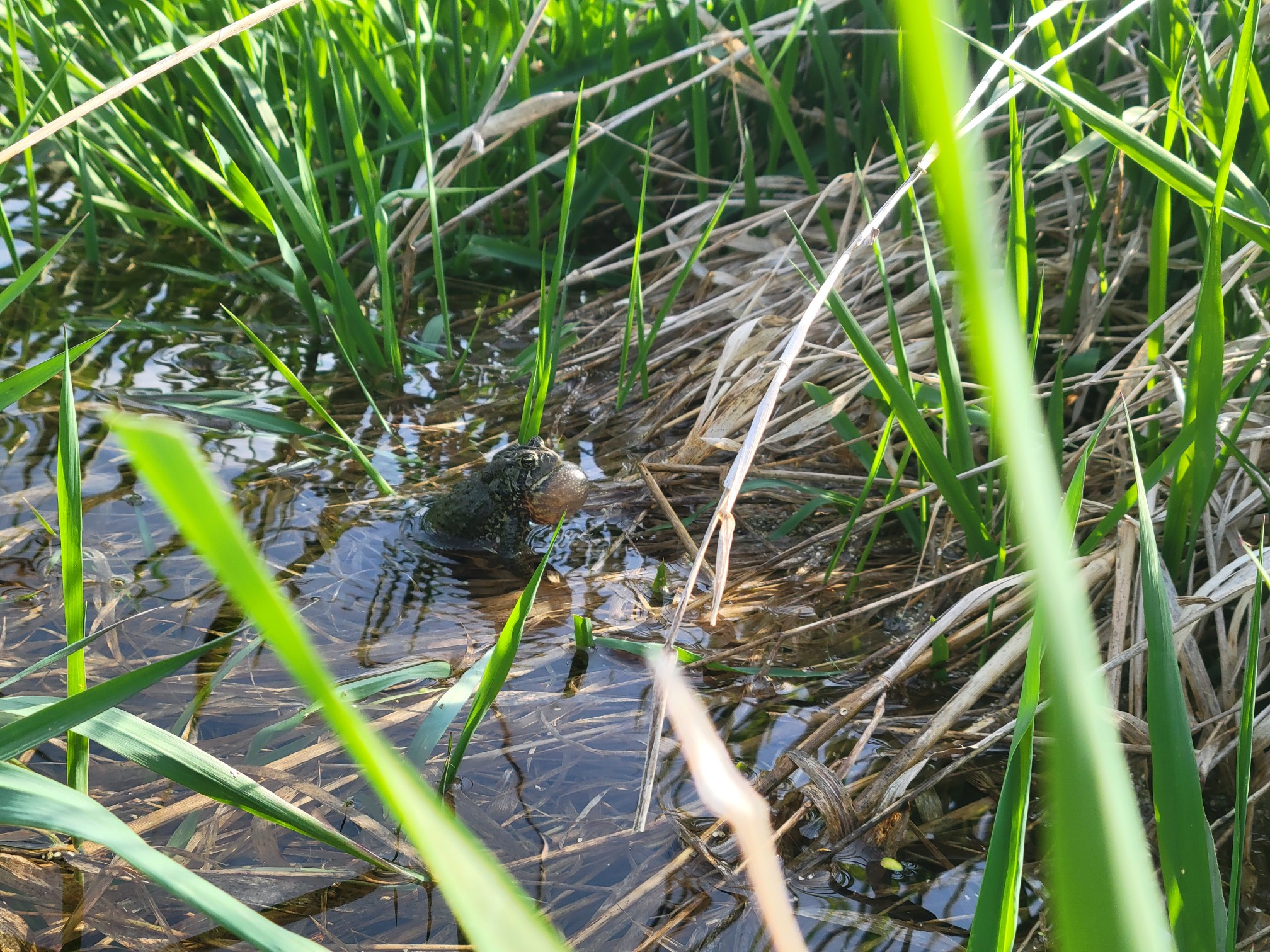 A toad trilling its call, air sac inflated. The thin bubble of skin is catching the light, emphasizing its delicate nature