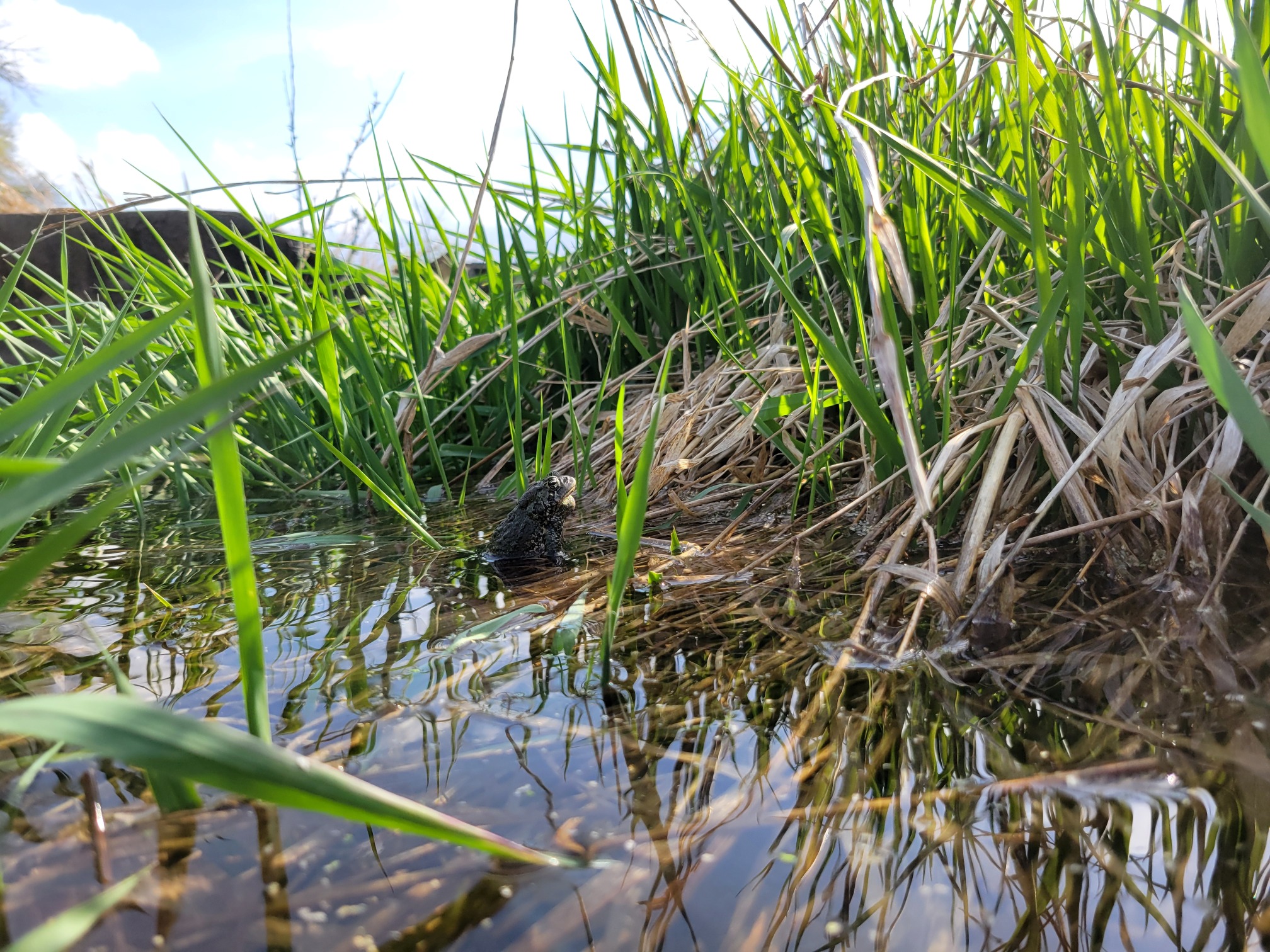 A toad nobly sitting in submerged grass, its proud nose and partially inflated air sac catching golden rays of sun