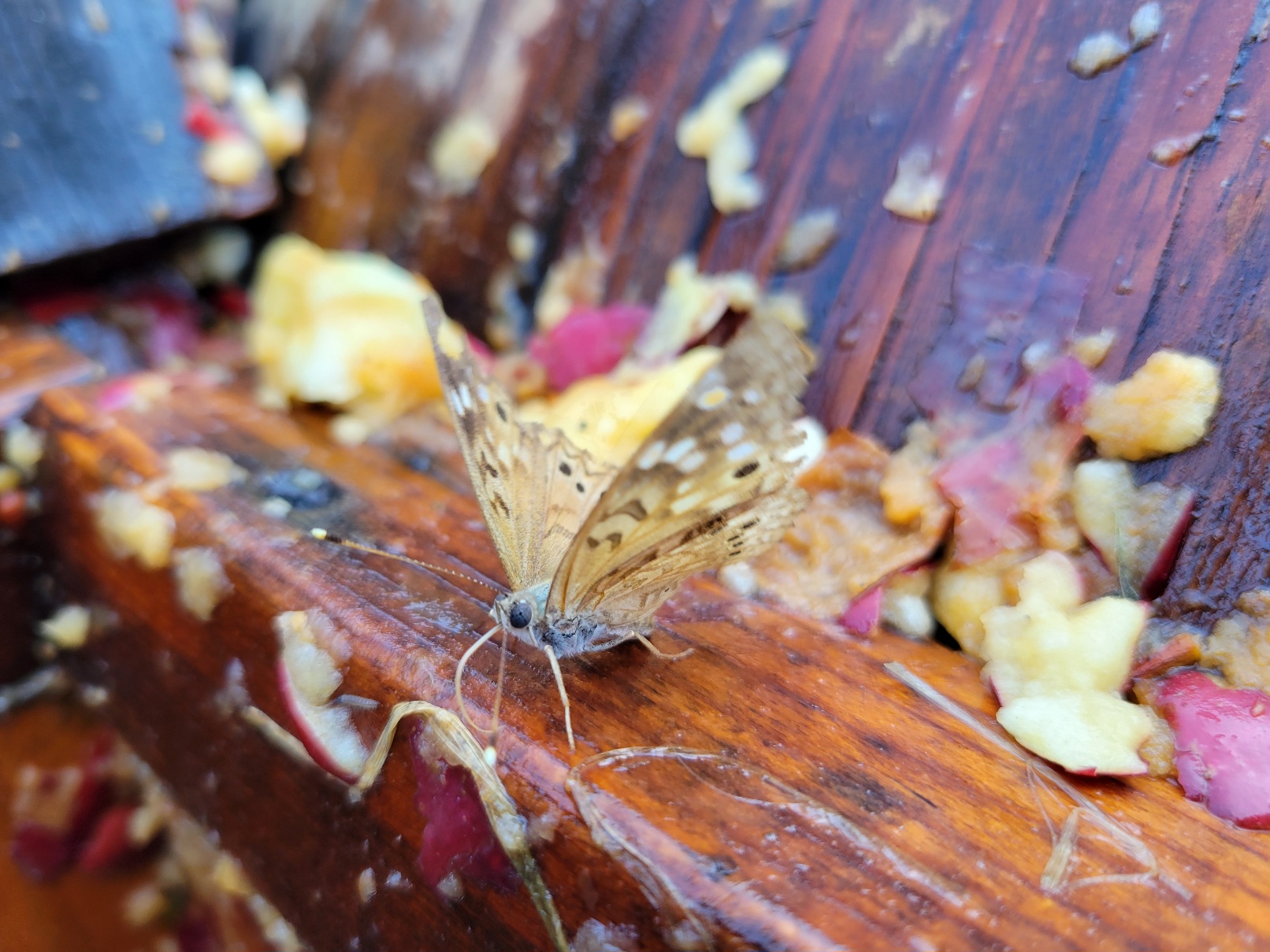 a close-up of a lethe butterfly, likely anthedon, slurping up cider on the saturated wood of our apple crush