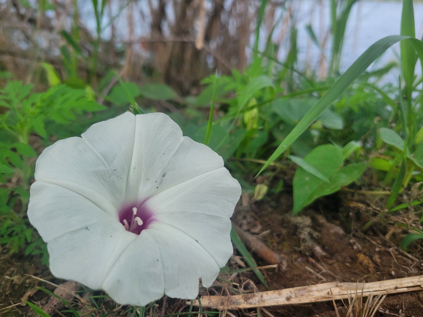 A small white flower transitioning to purple at the center