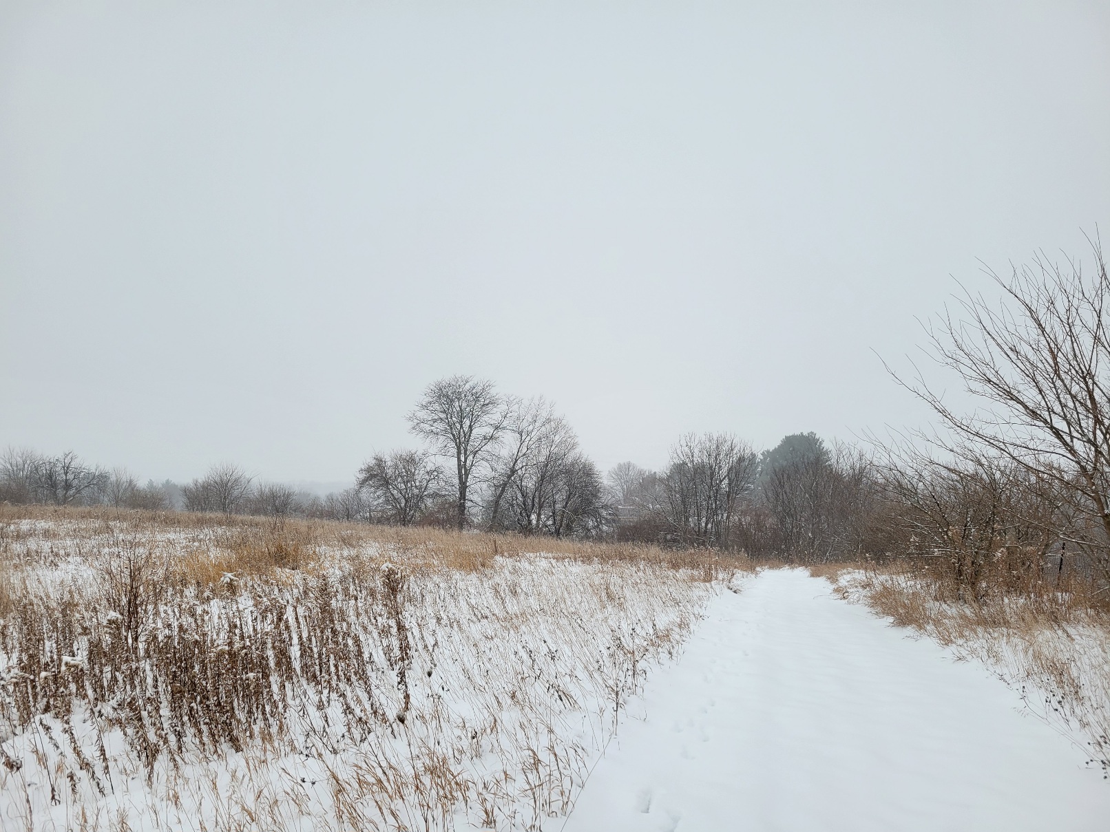 a path of pure white snow cuts through a prairie of dried grasses, milkweed, and goldenrod. Skeletal trees in the background are blurred by a slight fog as if the grey sky was sliding closer