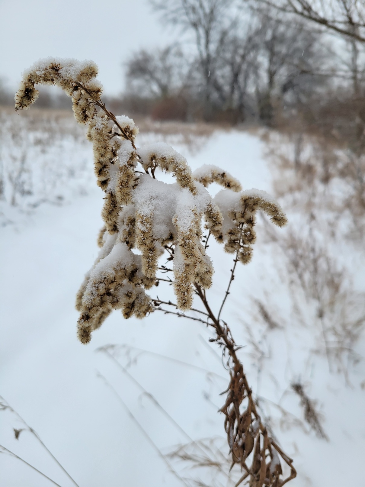 A closeup of a goldenrod seedhead; the fuzzy burst seedpods blend with the soft snow piled high on each cluster