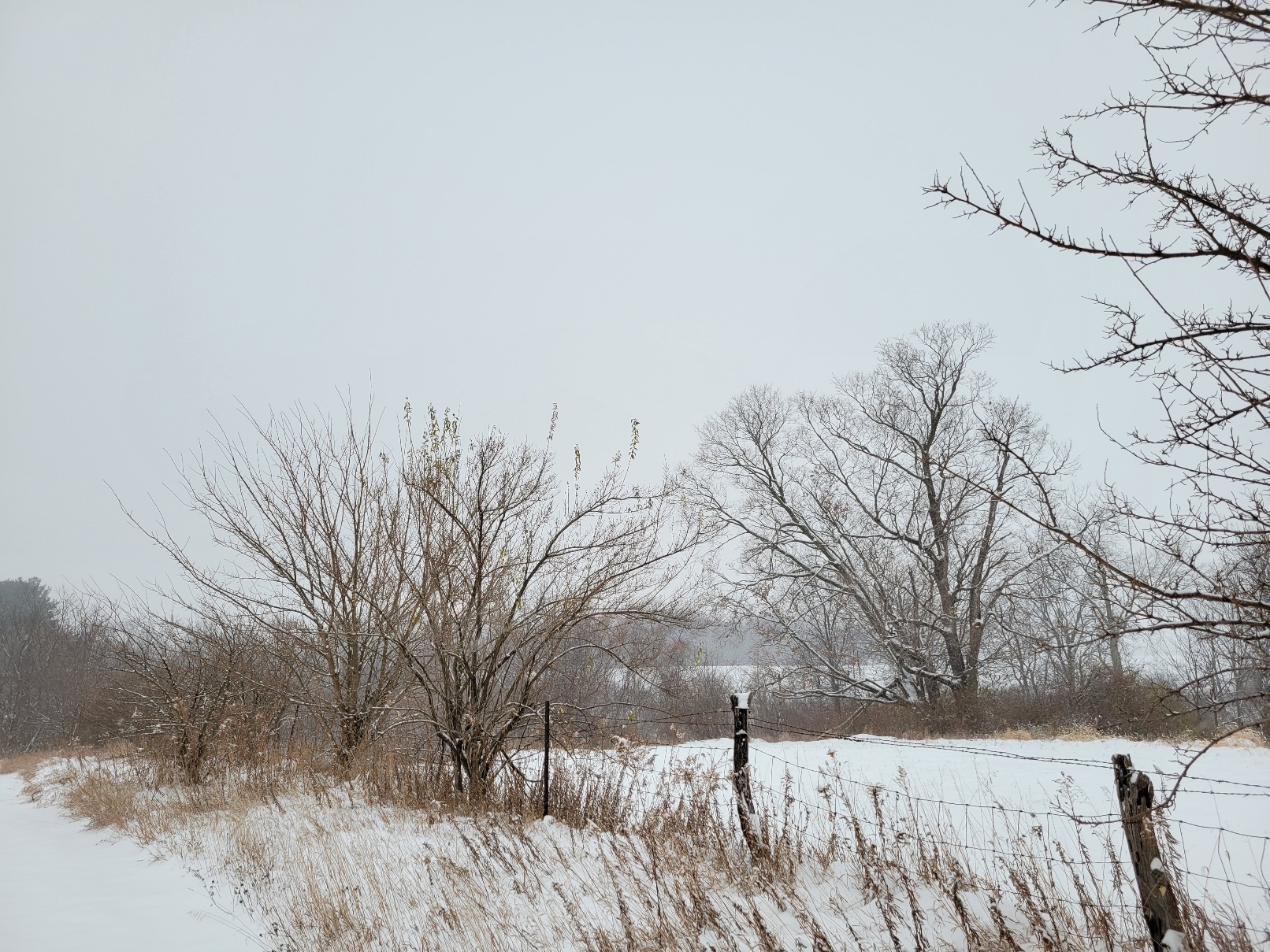 A landscape cut by a line of fenceposts and skeletal bushes. On the nearside is a swath of prairie grasses poking from the snow, on the farside is a blanket of undisturbed snow