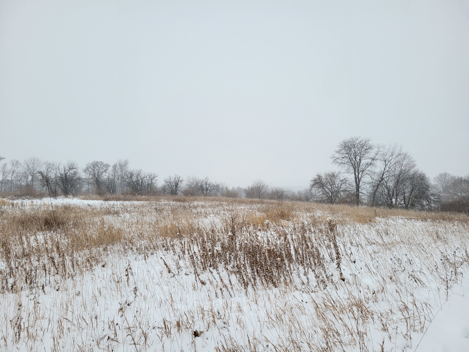 A field of prairie grasses, goldenrod, and milkweed. All are drab brown and burst from snowy ground; the contrast between white and tawny is pleasing
