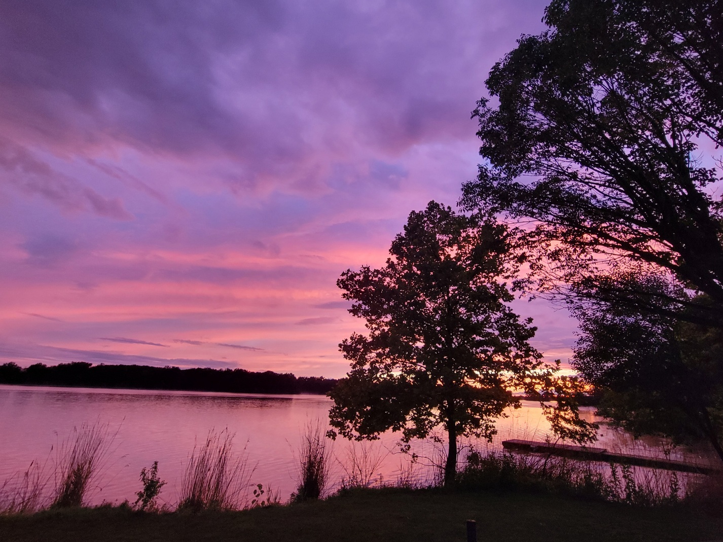 A richly pink and purple sunset over a lake; in the foreground are three equidistant tufts of reed and in the midground is a large tree; due to the lighting both fore and midground is starkly black